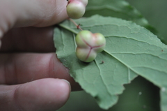 Euonymus occidentalis