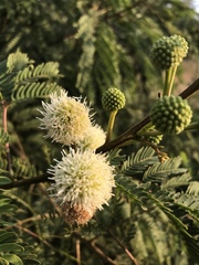 Leucaena leucocephala