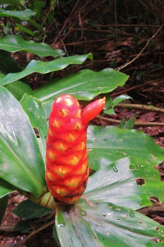 Costus scaber