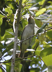 Image of Vireo olivaceus