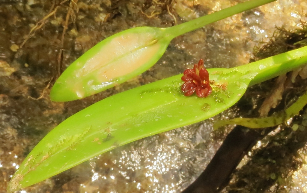 Acianthera pantasmi