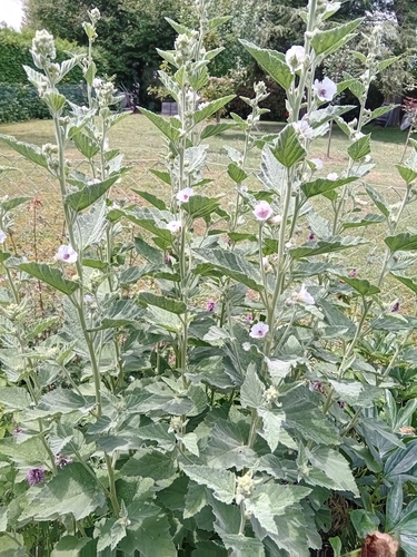 Image of Althaea Taurinensis (Althaea taurinensis) by no rights reserved