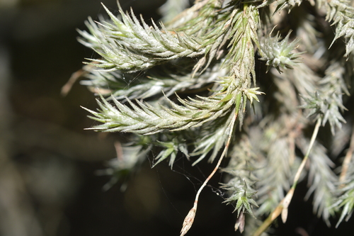 Tillandsia tricholepis, photograph 5