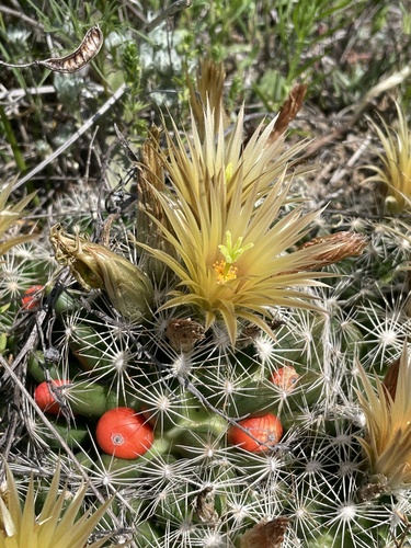Pelecyphora missouriensis (Sw.) D.Aquino & Dan.Sanchez