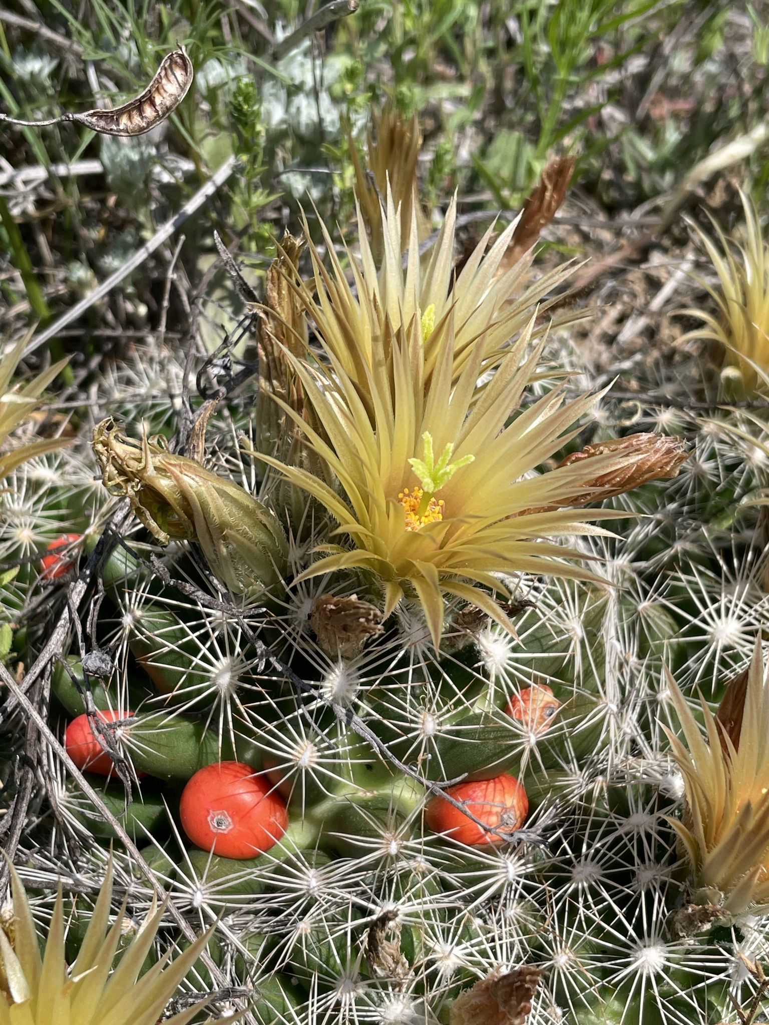 Missouri Foxtail Cactus (Escobaria missouriensis)  iNaturalist