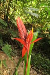 Aechmea tillandsioides