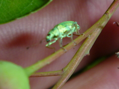 Polydrusus formosus