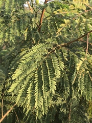 Leucaena leucocephala