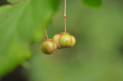 Euonymus occidentalis