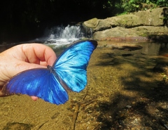 Morpho menelaus amathonte