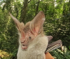 Chrotopterus auritus