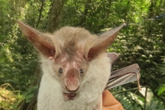 Chrotopterus auritus