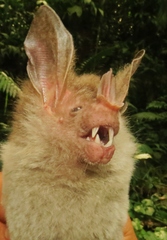 Chrotopterus auritus