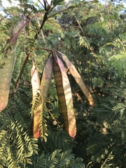 Leucaena leucocephala