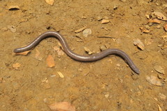 Gymnopis multiplicata