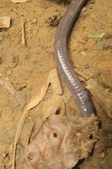 Gymnopis multiplicata