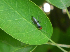 Pterygota