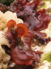 Watersipora subtorquata