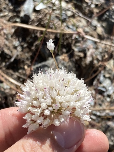 Allium sanbornii var. congdonii
