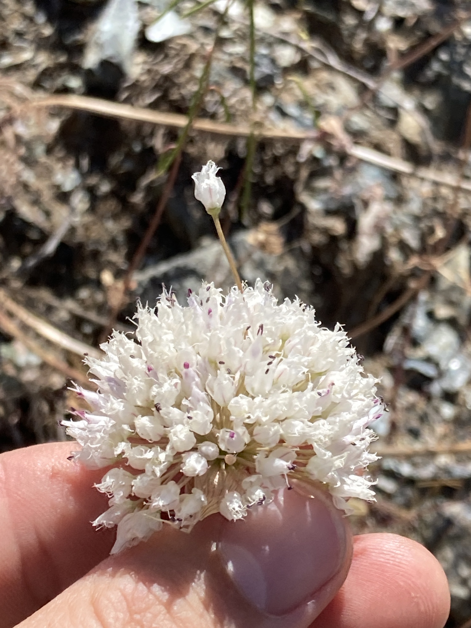 Allium sanbornii var. congdonii