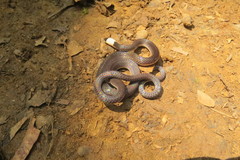 Enuliophis sclateri