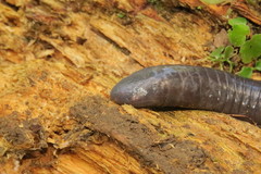 Gymnopis multiplicata