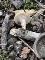 Hypomyces armeniacus