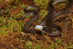 Enuliophis sclateri