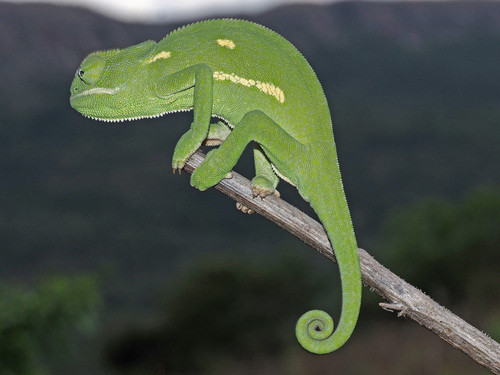 Flap-necked Chameleon, photo 5 of 10
