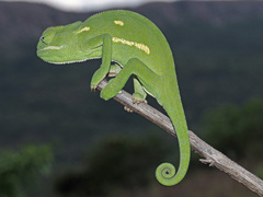 Flapneck Chameleon photo 4