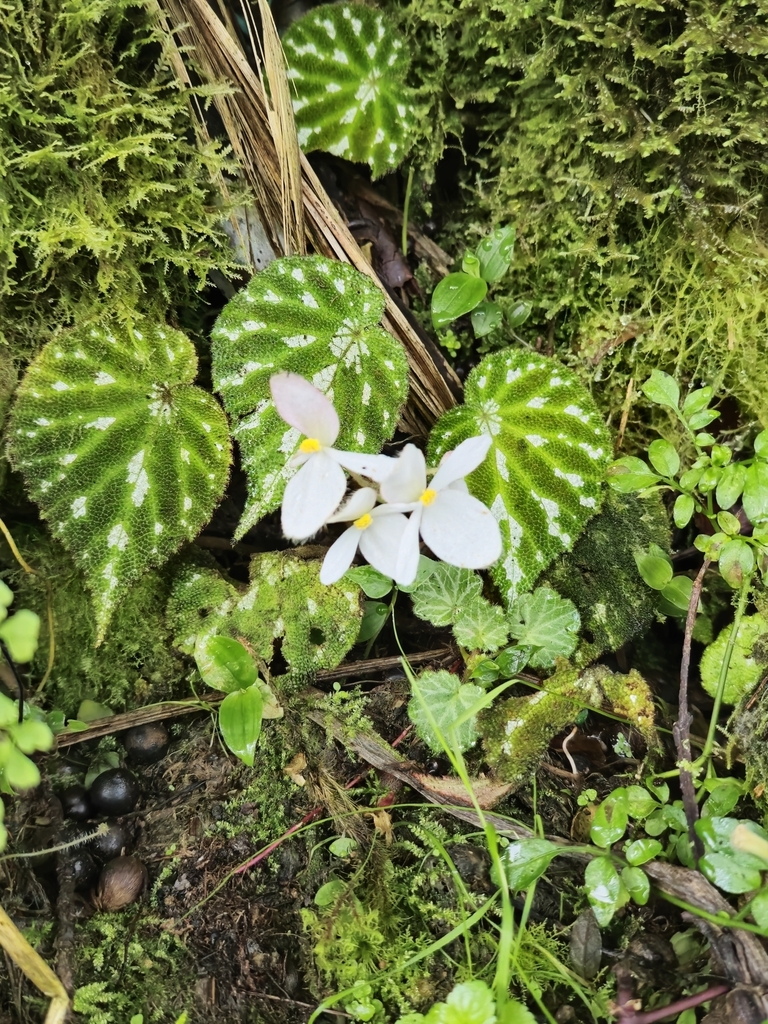 Bégonia pustulé (Begonia pustulata)