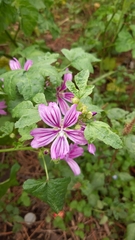 Malva sylvestris