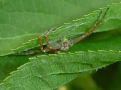 Philodromus