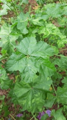 Malva sylvestris