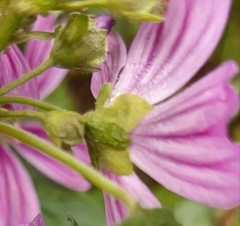 Malva sylvestris