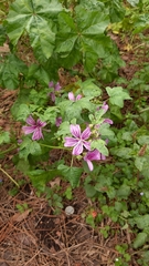 Malva sylvestris