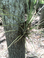 Tillandsia simulata