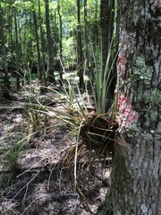 Tillandsia simulata