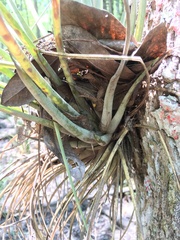 Tillandsia simulata