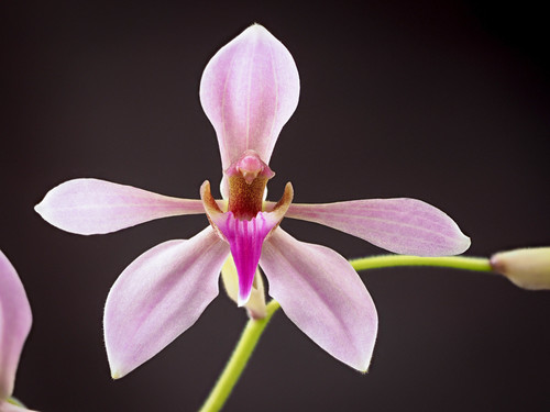 Ancistrochilus