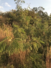 Leucaena leucocephala