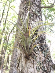 Tillandsia simulata
