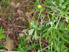 Potentilla argentea