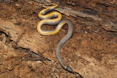 Diadophis punctatus stictogenys