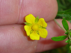 Potentilla argentea