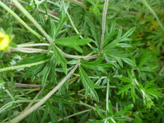 Potentilla argentea