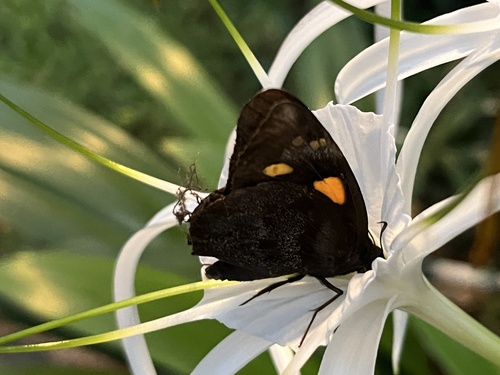 Giant Redeye