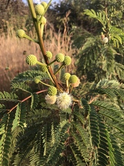 Leucaena leucocephala