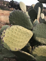 Opuntia robusta