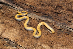 Diadophis punctatus stictogenys